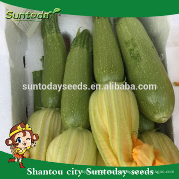 Suntoday híbrido vegetal asiático NON GMO F1 calabaza verde claro orgánico japonés calabaza semillas de Kabocha (17011)